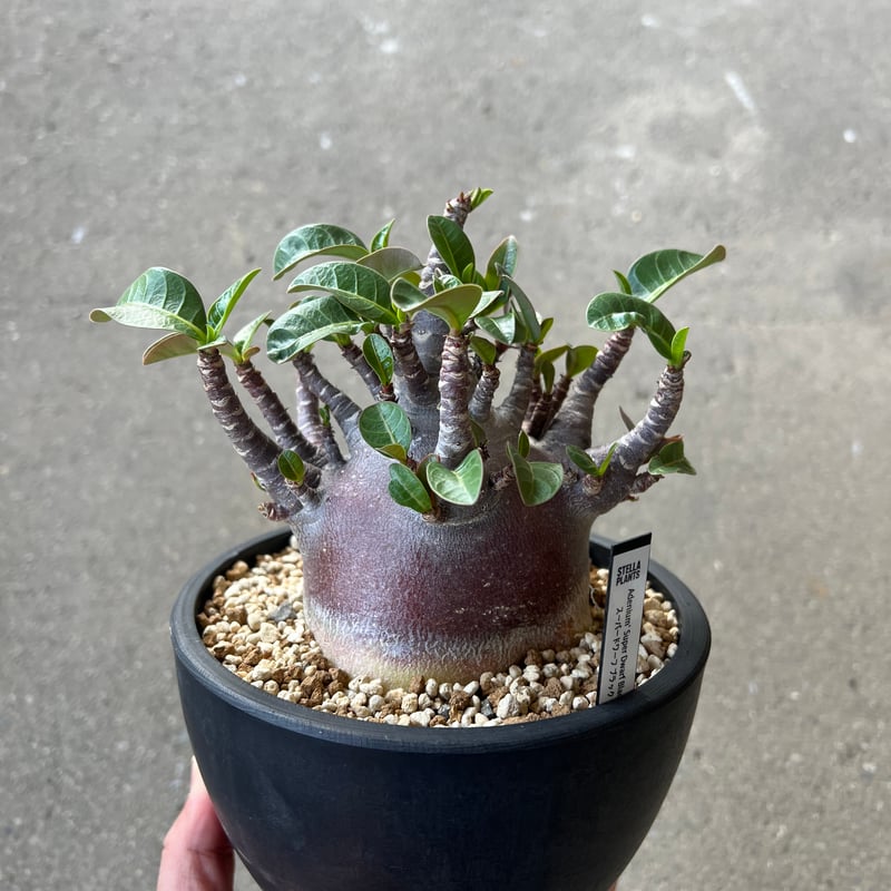 アデニウム アラビカム ブラックスキン3 | STELLA.PLANTS