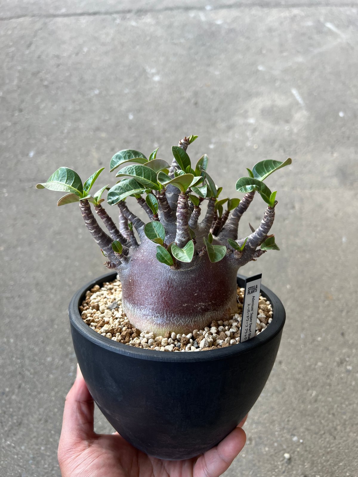 アデニウム アラビカム ブラックスキン3 | STELLA.PLANTS