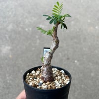 センナ メリディオナリス1