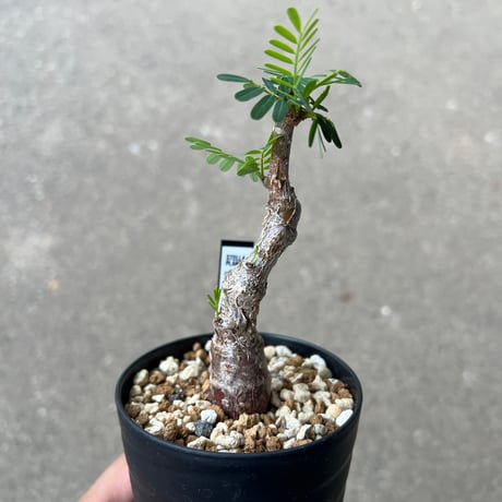 センナ メリディオナリス1