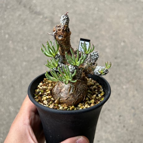 チレコドンペアルソニー | STORES