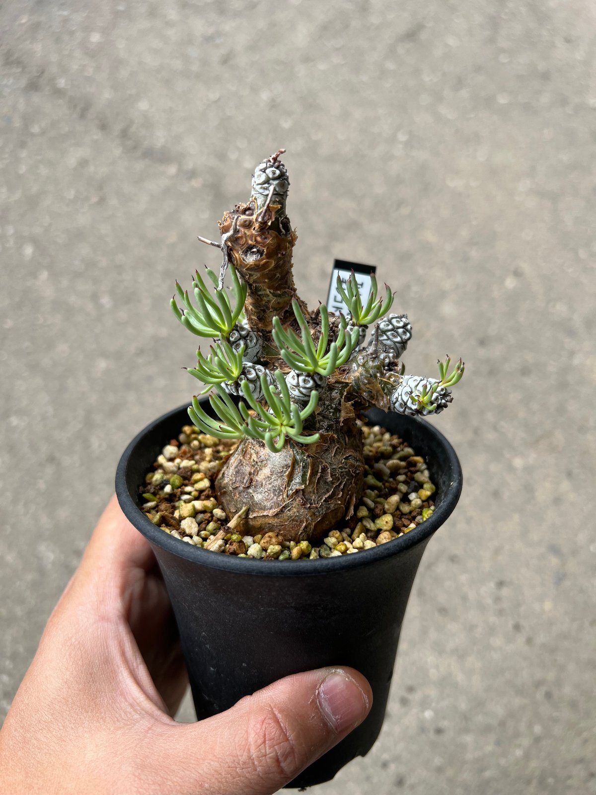 【1ペア】チモールフタオチョウ（チモール産） 1ペア】チモールフタオチョウ（チモール産） AVIOT TE-ZX1-PNK