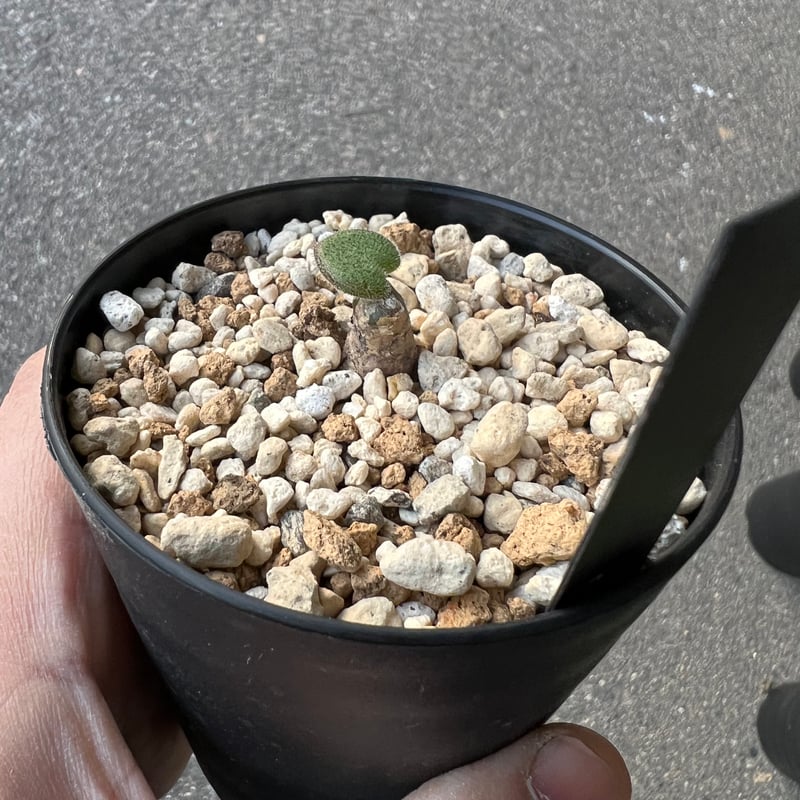 チレコドン　ノルティー チレコドン ノルティ3 | STELLA.PLANTS