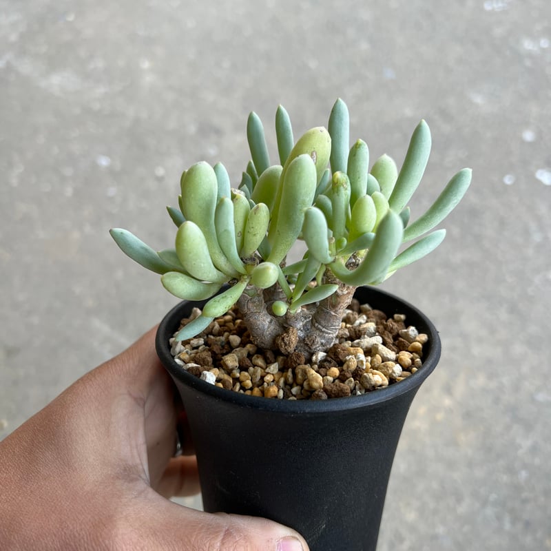 オトンナ　クラビフォリア　現地株　発根済 オトンナ クラビフォリア | STELLA.PLANTS