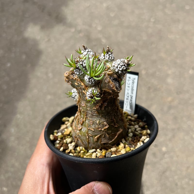 チレコドン ペアルソニー3 | STELLA.PLANTS