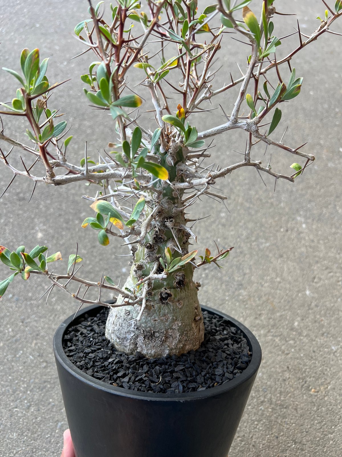 フォークイエリア コルムナリス 観峰玉 | STELLA.PLANTS