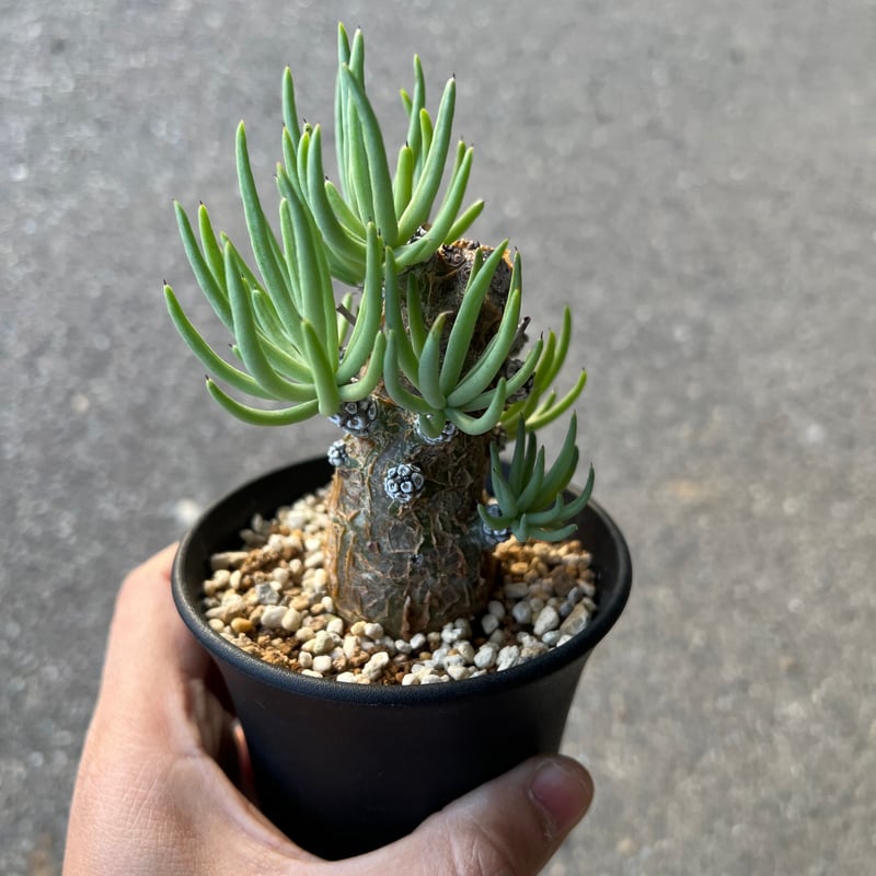 チレコドン ペアルソニー1 | STELLA.PLANTS