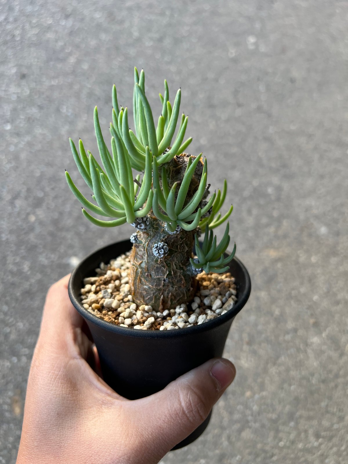 チレコドン ペアルソニー1 | STELLA.PLANTS