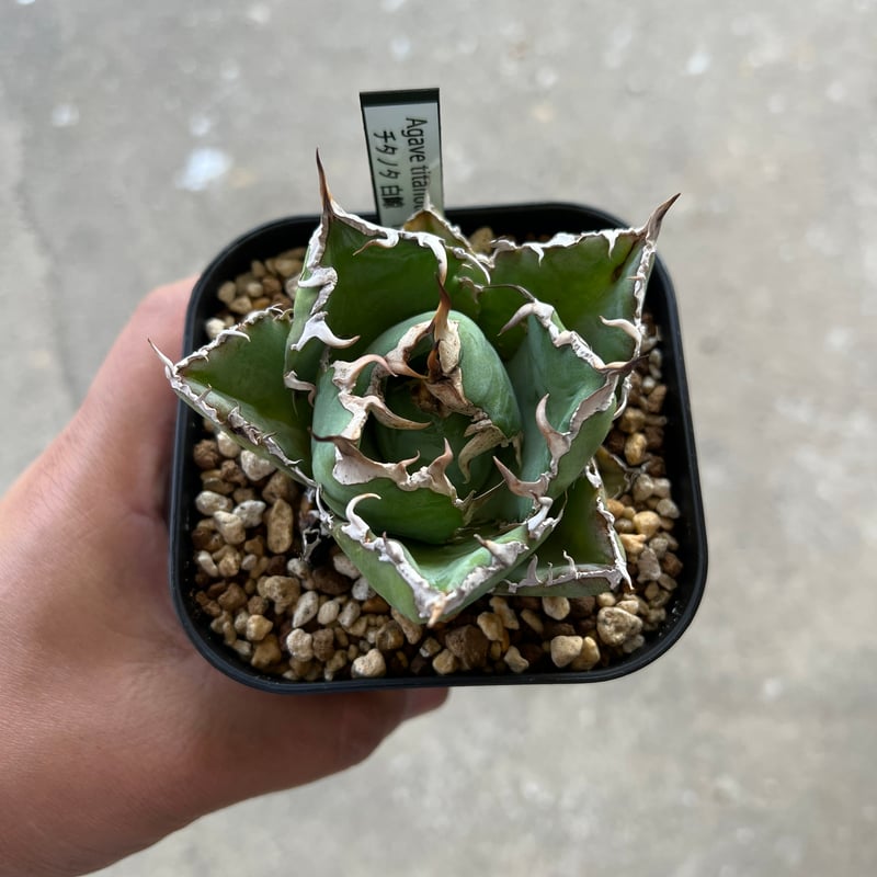 アガベ チタノタ 白鯨 | STELLA.PLANTS アガベ チタノタ 白鯨 | STELLA.PLANTS