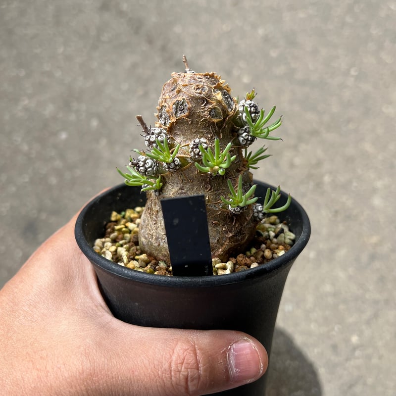 ペラルゴニウム トリステ・チレコドン ペアルソニー 現地球 ペラルゴニウム トリステ・チレコドン ペアルソニー 現地球