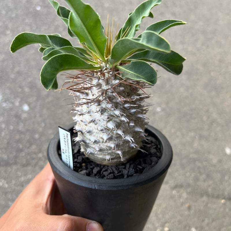 パキポディウム ナマクアナム 光堂1 | STELLA.PLANTS