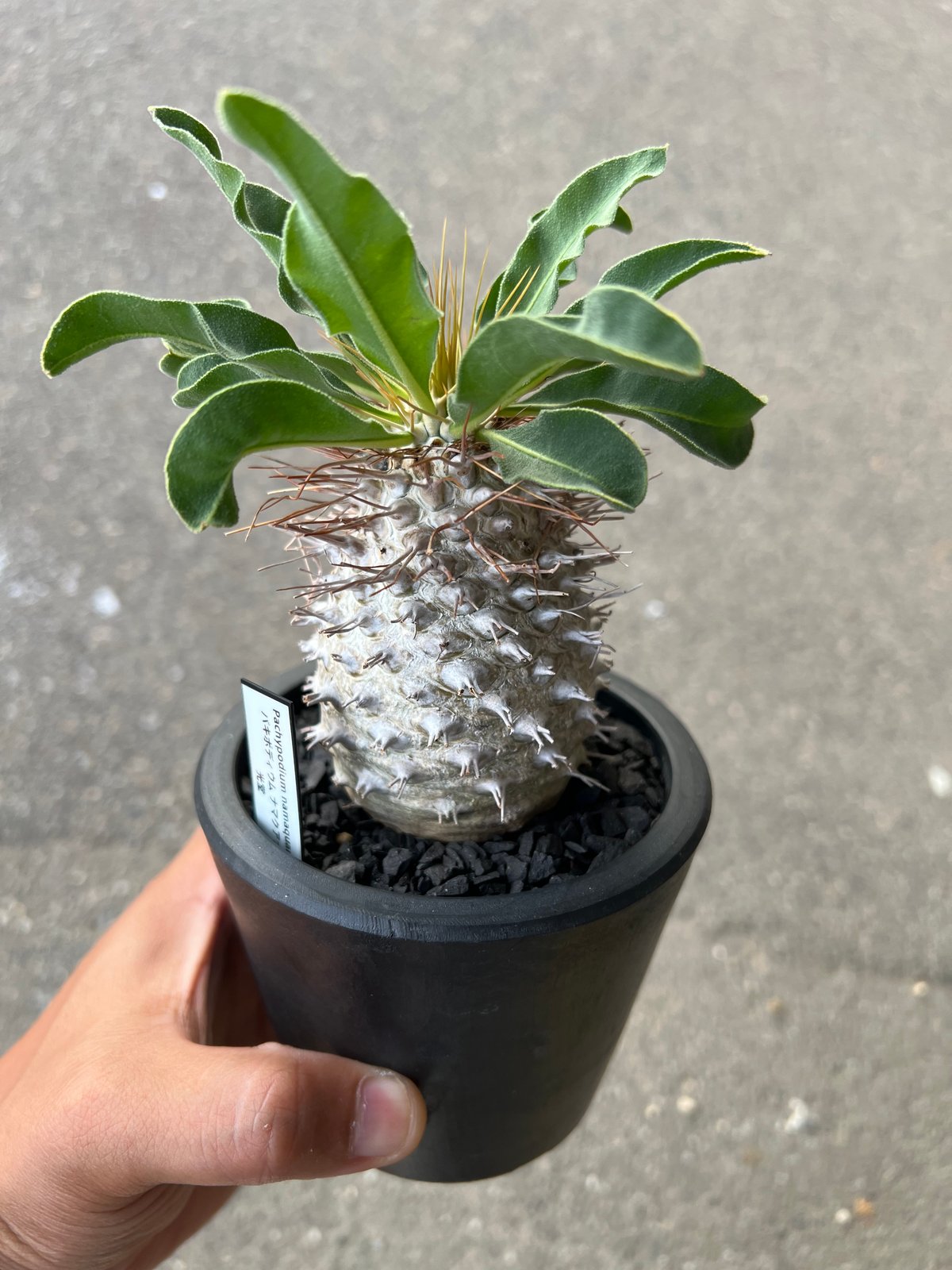 パキポディウム ナマクアナム 光堂1 | STELLA.PLANTS