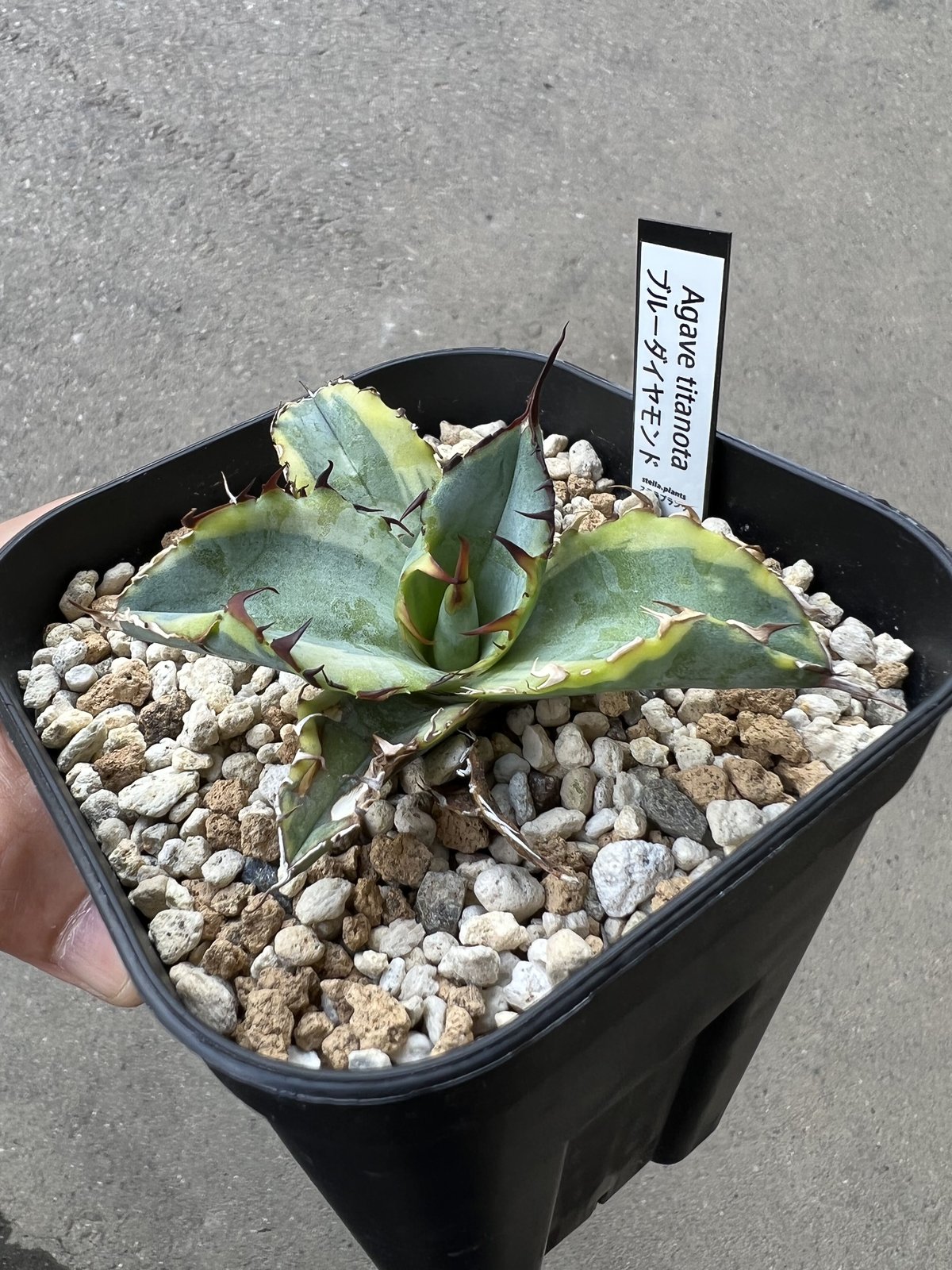 アガベ チタノタ 'ブルーダイアモンド' | STELLA.PLANTS