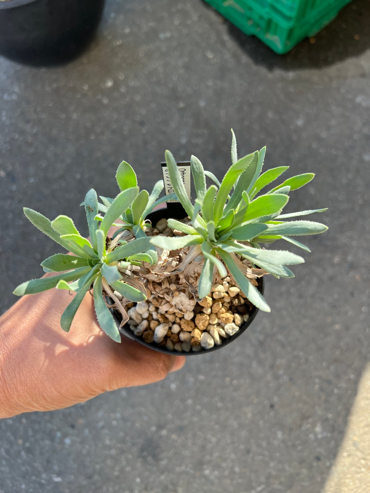 オトンナ レトロルサ1 | STELLA.PLANTS