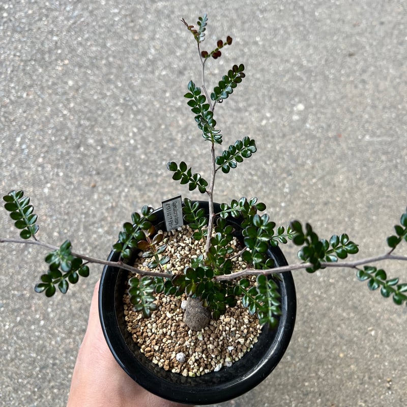 オペルクリカリア デカリー8 | STELLA.PLANTS