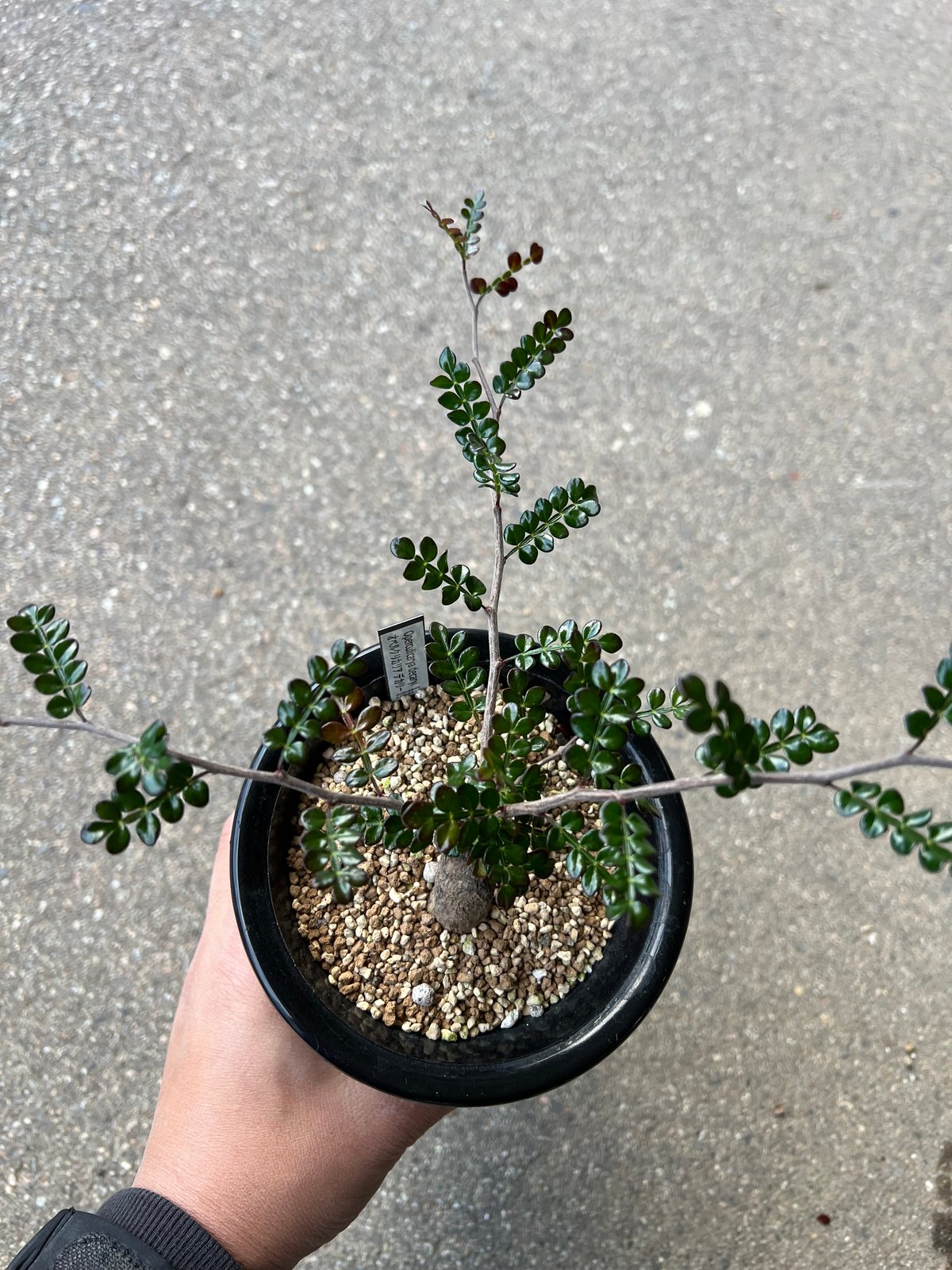 オペルクリカリア　デカリー　8年目 オペルクリカリア デカリー8 | STELLA.PLANTS