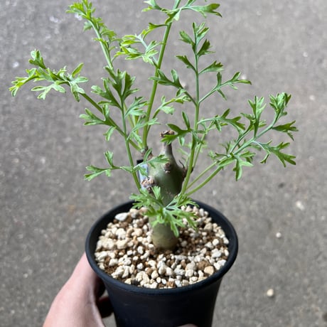 クリズミフォリウム | STORES