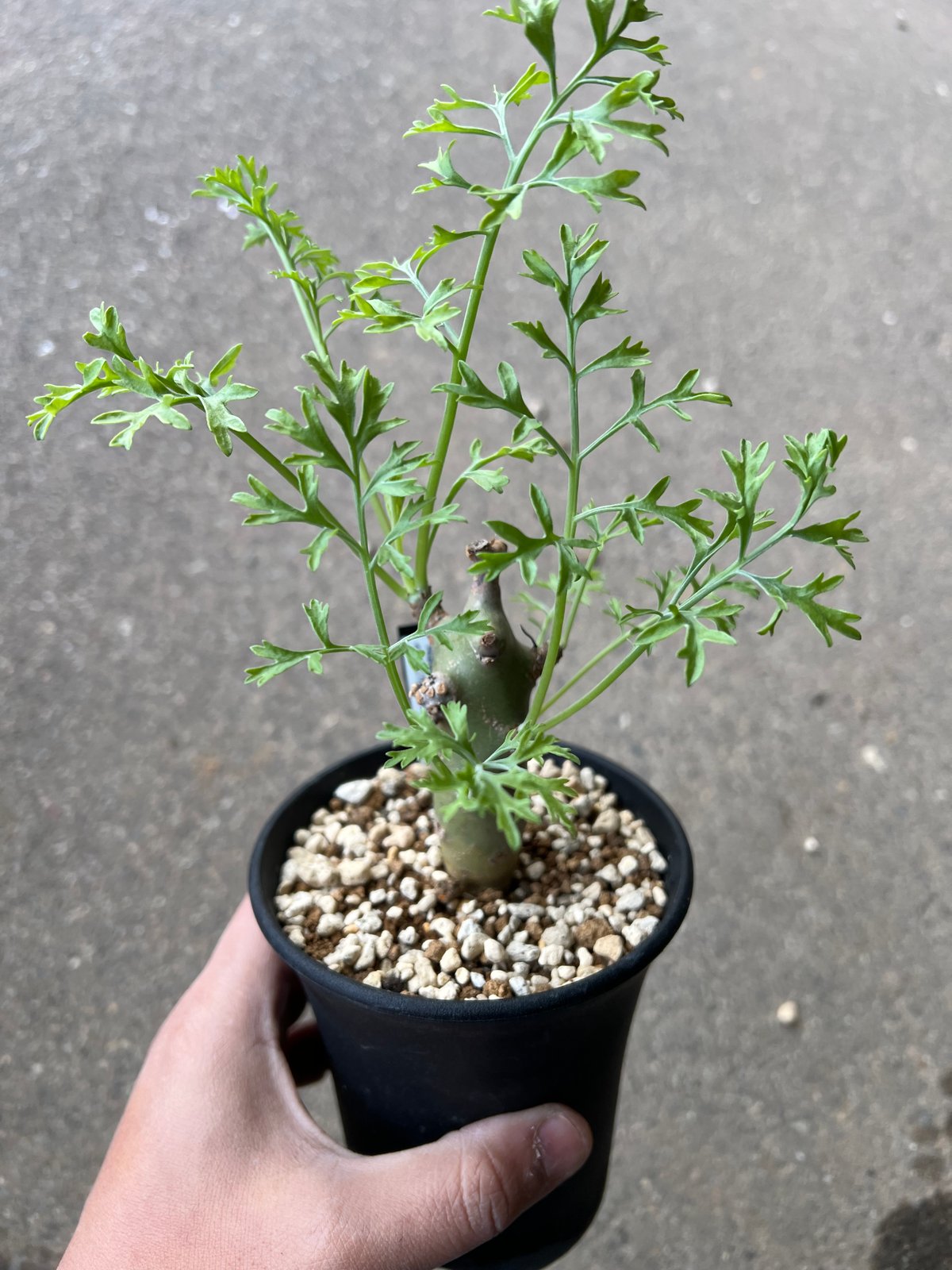 ペラルゴニウム クリズミフォリウム6 | STELLA.PLANTS