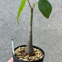 ペラルゴニウム　クリズミフォリウム　山伏天狗 新鮮・採れたて】ペラルゴニウム・クリズミフォリウム 山伏天狗
