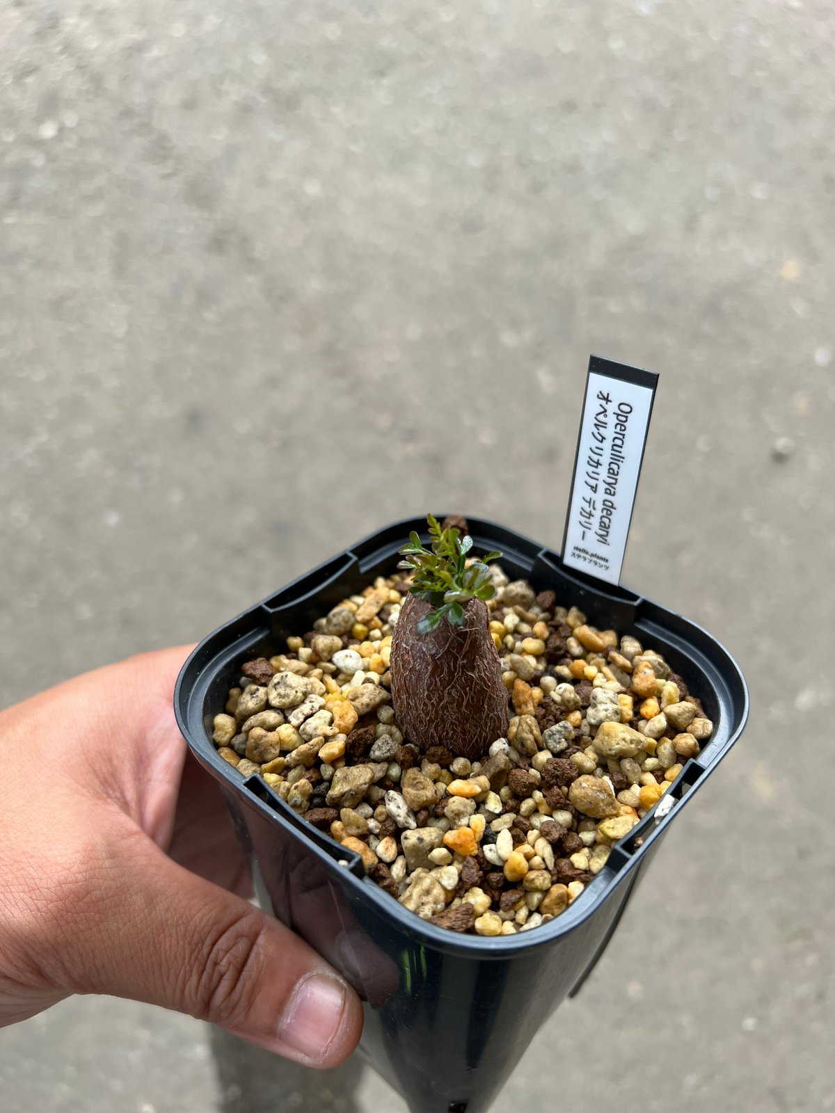 GON　オペルクリカリア・デカリー根差し　太株 GON オペルクリカリア・デカリー根差し 太株 オペルクリカリア