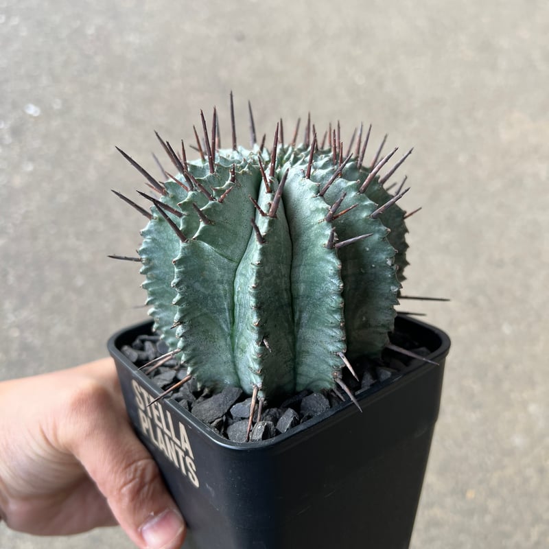 ユーフォルビア　ホリダ　RS202 ② ユーフォルビア ホリダ RS202 ② Euphorbia horrida / ユーフォルビア