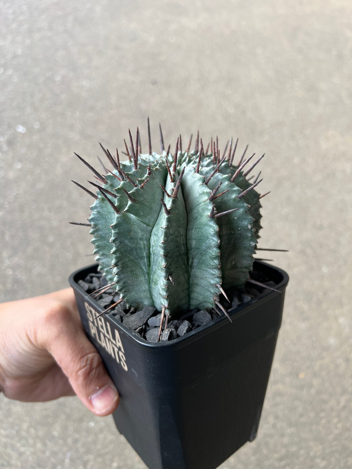 ユーフォルビア　ホリダ ユーフォルビア ホリダ | STELLA.PLANTS