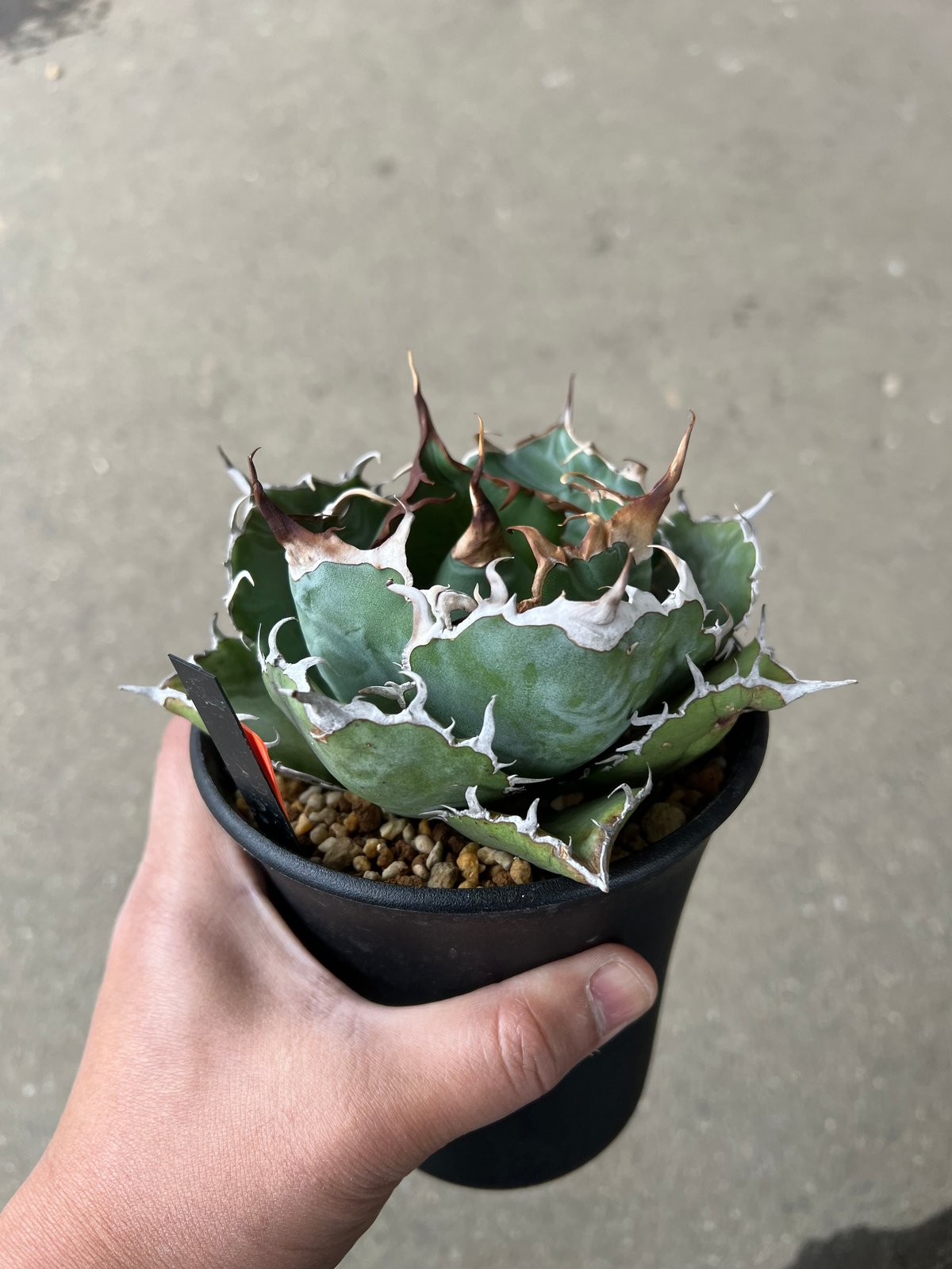 アガベ　白鯨 アガベ 白鯨錦 （ご成約済） #白鯨 #白鯨錦 #cactusnishi