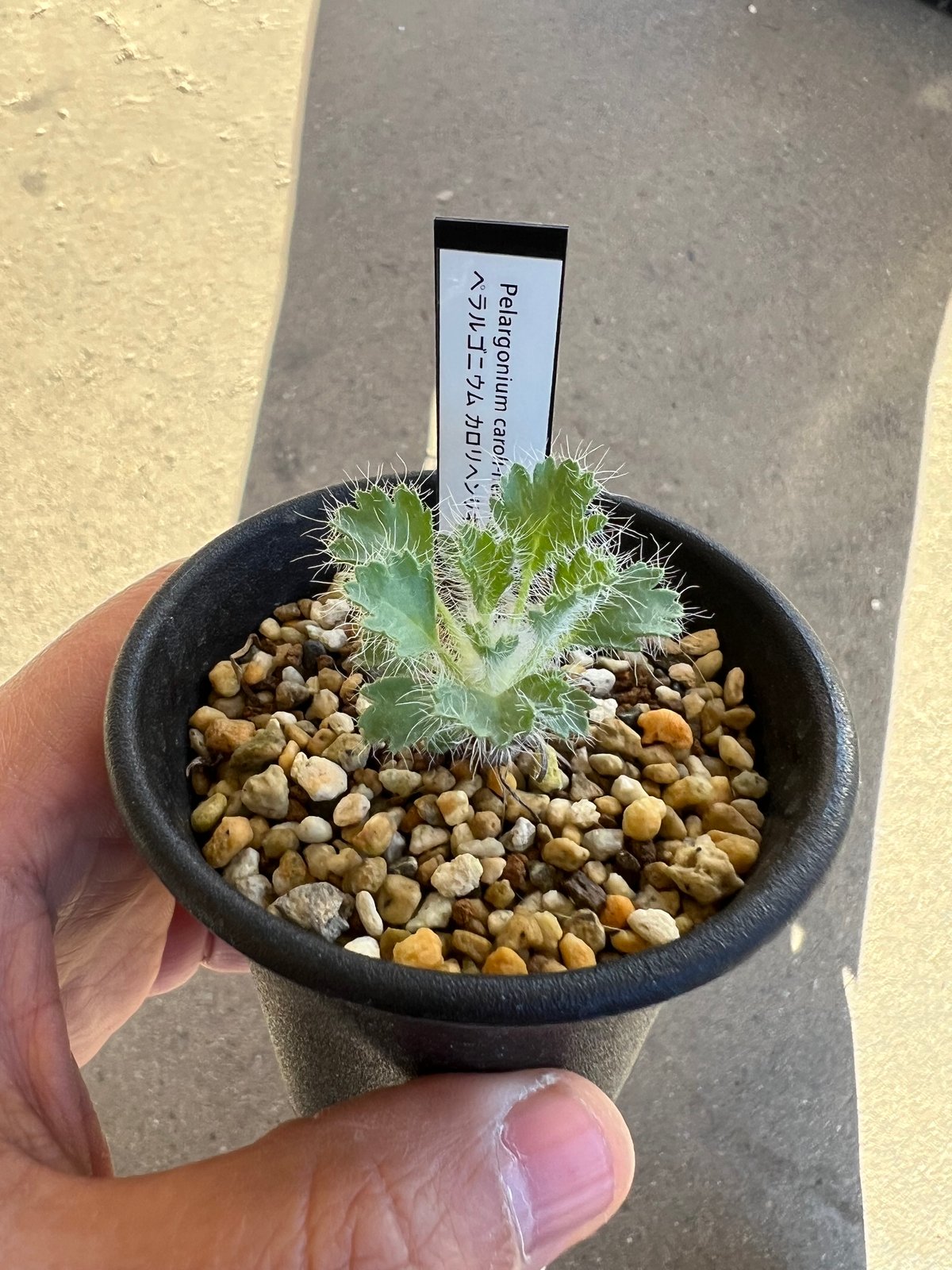 ペラルゴニウム カロリヘンリキ×ラパセウム ペラルゴニウム