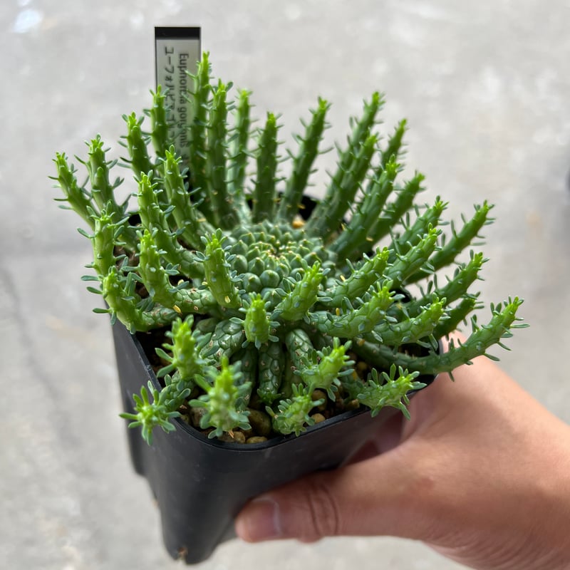 ユーフォルビア ゴルゴニス 4 | STELLA.PLANTS ユーフォルビア ゴルゴニス 4 | STELLA.PLANTS