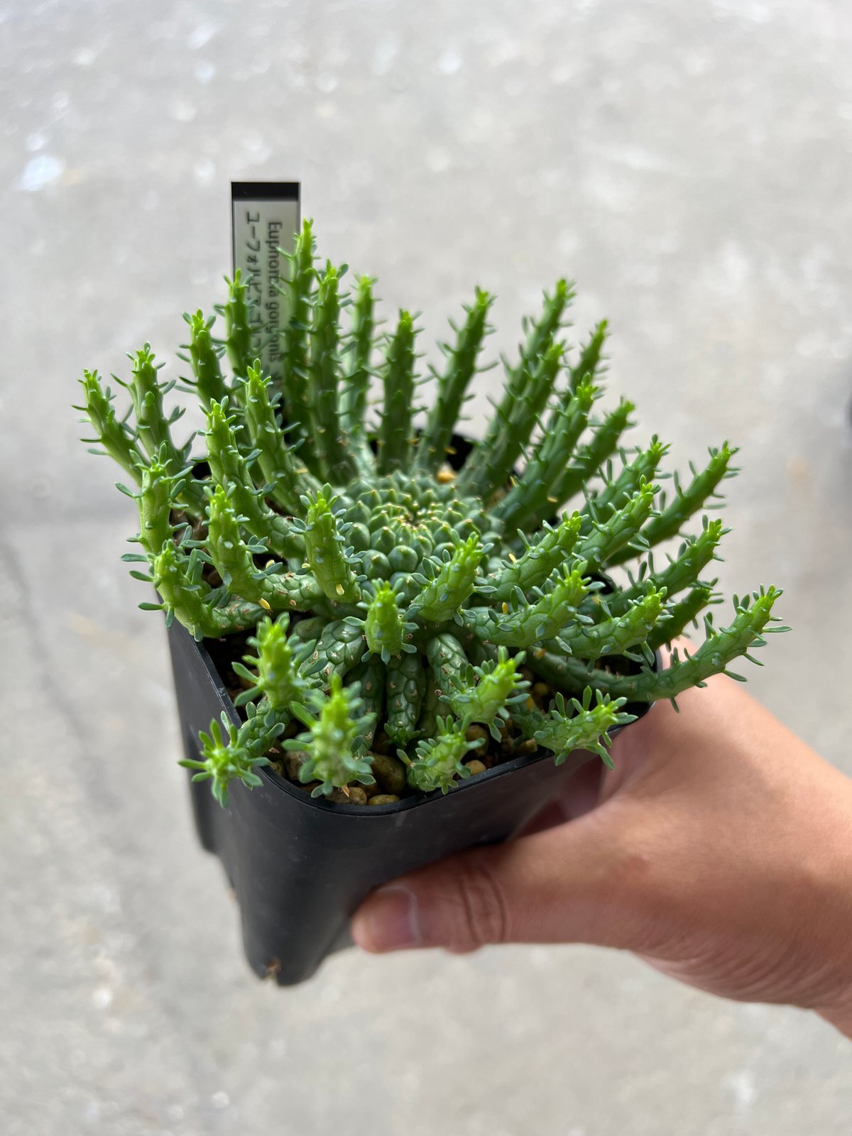 ユーフォルビア ゴルゴニス 4 | STELLA.PLANTS