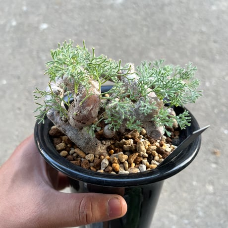 モンソニア ムルチフィダ