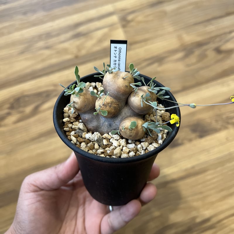 オトンナ カカリオイデス | STELLA.PLANTS オトンナ カカリオイデス | STELLA.PLANTS