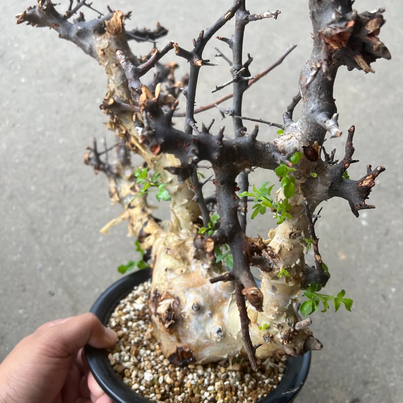 bon25　コミフォラカタフターカネンシス コミフォラ カタフターカネンシス | STELLA.PLANTS