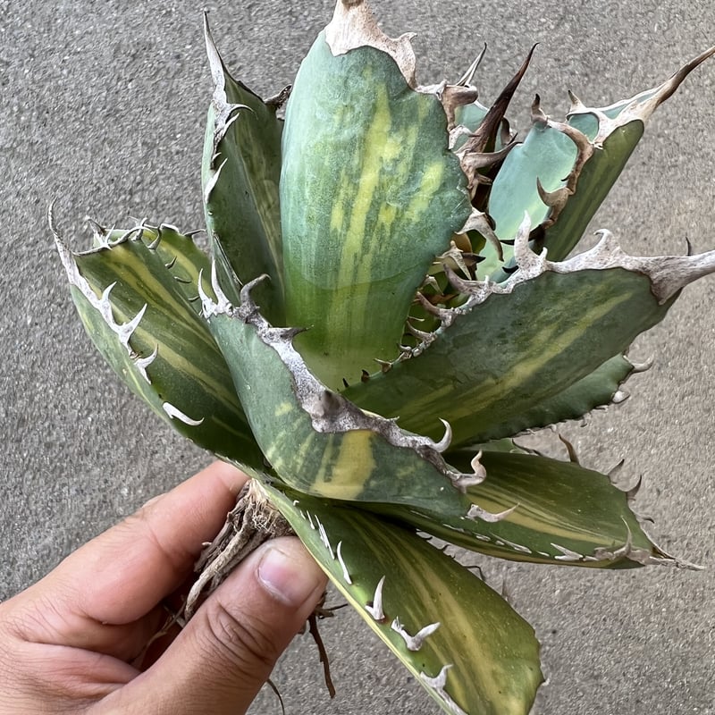 アガベ チタノタ 縞斑 | STELLA.PLANTS
