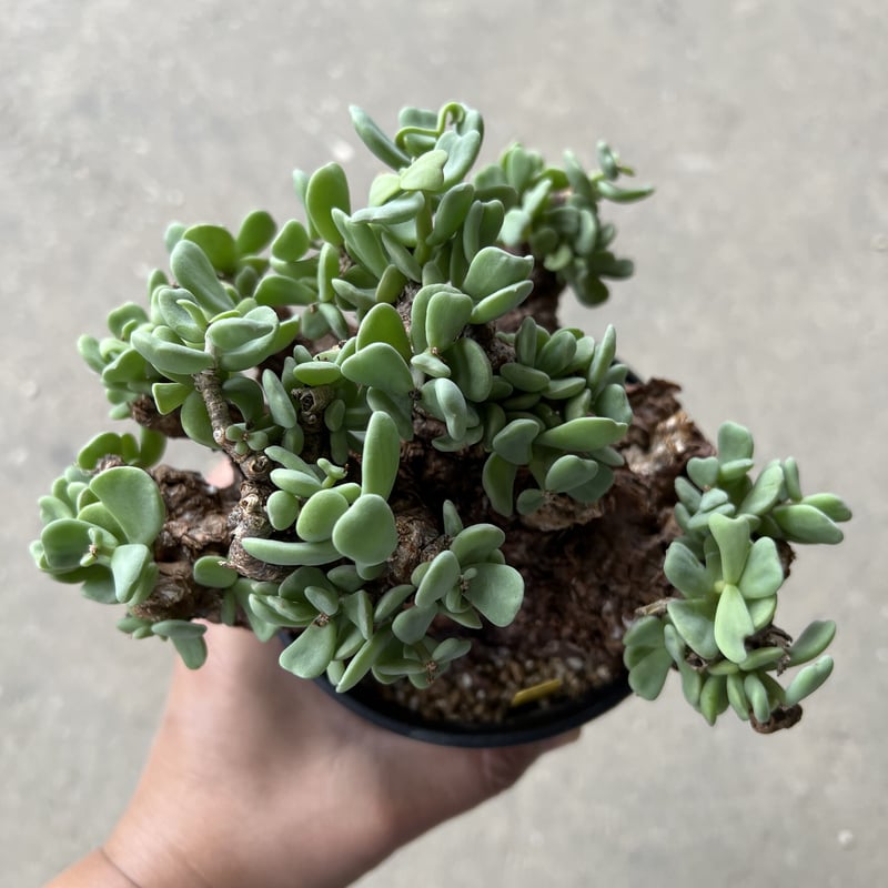ケラリア ピグマエア オス株 | STELLA.PLANTS ケラリア ピグマエア オス株 | STELLA.PLANTS