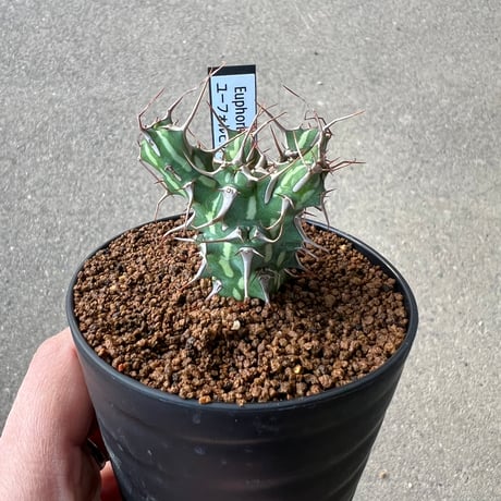 CATEGORY ユーフォルビア | STELLA.PLANTS