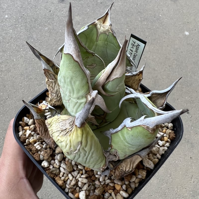 AGAVE OTEROI OAXACA 現地球オリジナルクローン ステゴサウルス AGAVE