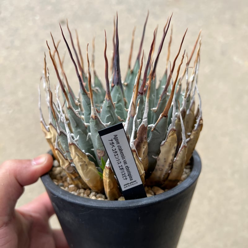 ユタエンシス エボリスピナ