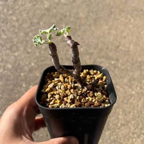 ペラルゴニウムミラビレ | STORES