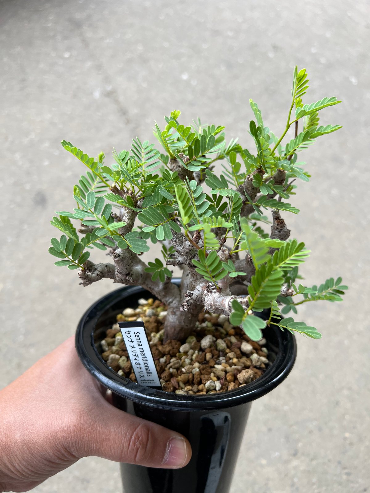 センナ メリディオナリス2 | STELLA.PLANTS センナ メリディオナリス2 | STELLA.PLANTS