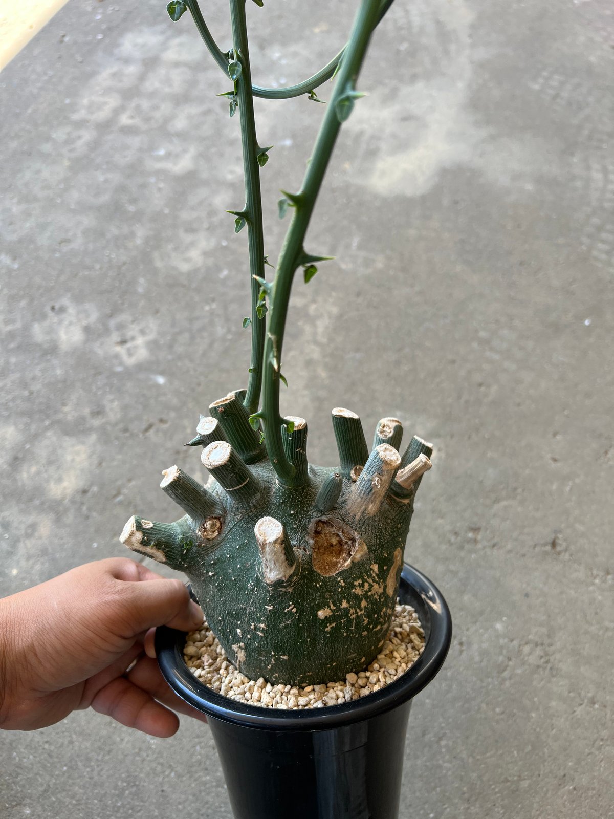 アデニア プセウドグロボーサ | STELLA.PLANTS 