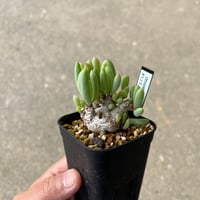 ボスウェリア　サクラ fit=scale-down,w=1200