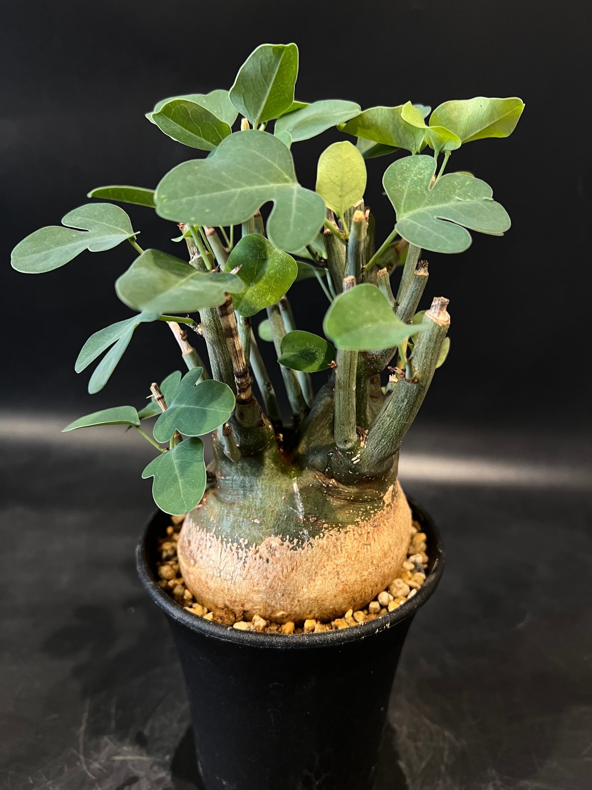 特大アデニアSPクリスタルグリーン発根済グロボーサ ペチュエリー スピノーサ 特大アデニアSPクリスタルグリーン発根済グロボーサ