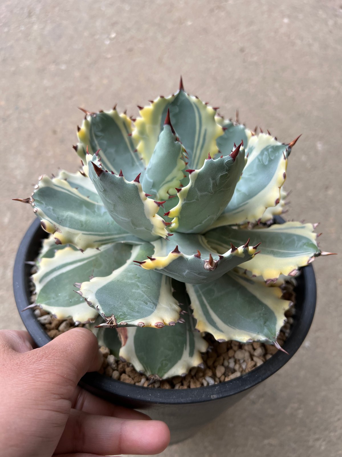 Agave 甲蟹錦 | STELLA.PLANTS