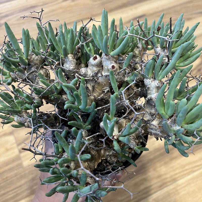 チレコドン レティキュラーツス 万物想 | STELLA.PLANTS チレコドン レティキュラーツス 万物想 | STELLA.PLANTS