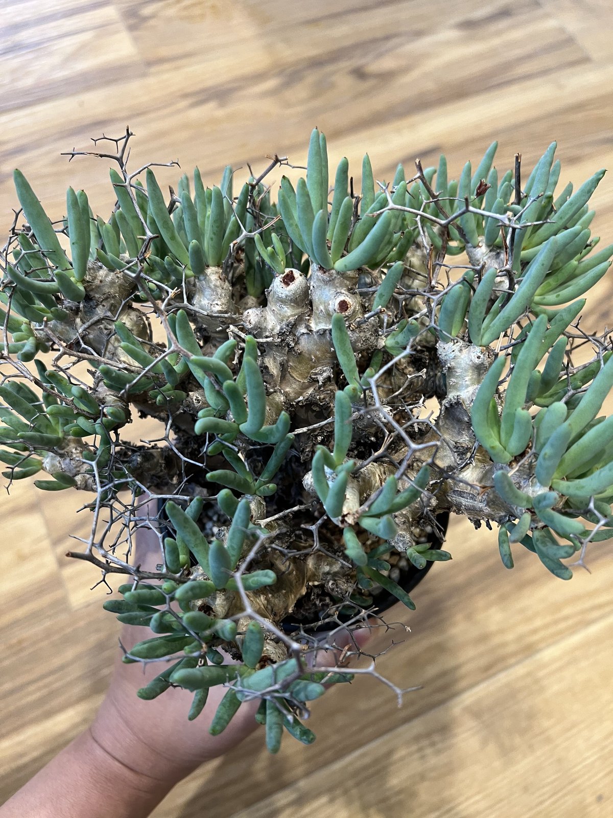チレコドン レティキュラーツス 万物想 | STELLA.PLANTS