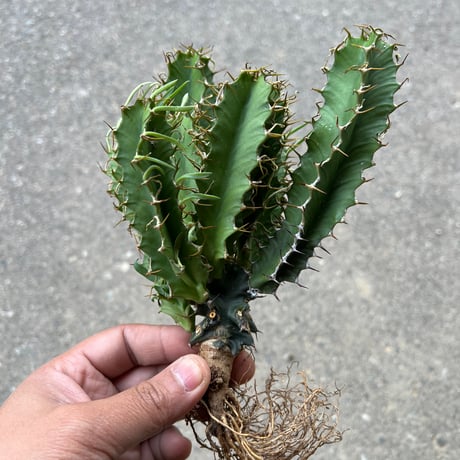 CATEGORY ユーフォルビア | STELLA.PLANTS
