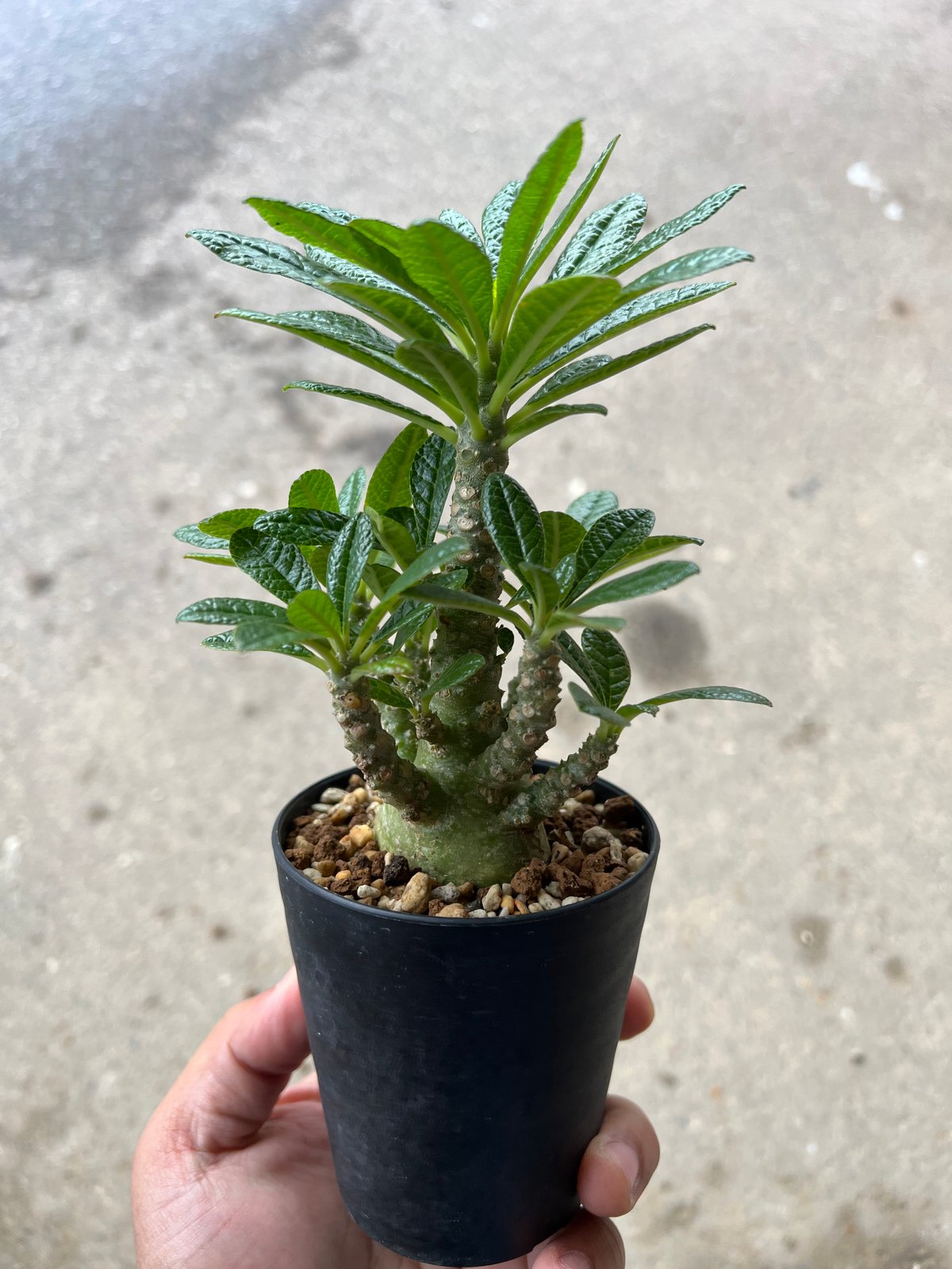 5粒ドルステニアギガスブラータDorstenia gigas bullata 【公式通販】