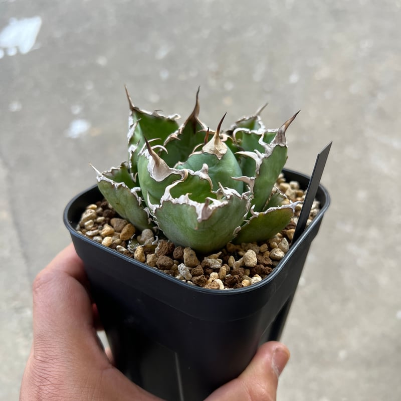 アガベ チタノタ 白鯨 | STELLA.PLANTS アガベ チタノタ 白鯨 | STELLA.PLANTS