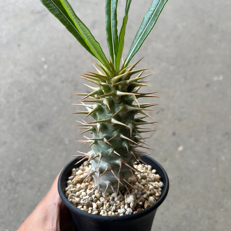 パキポディウム アンボンゲンセ | STELLA.PLANTS パキポディウム アンボンゲンセ | STELLA.PLANTS